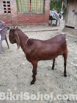 Goat, Black Bengal(Kushtia Grade)